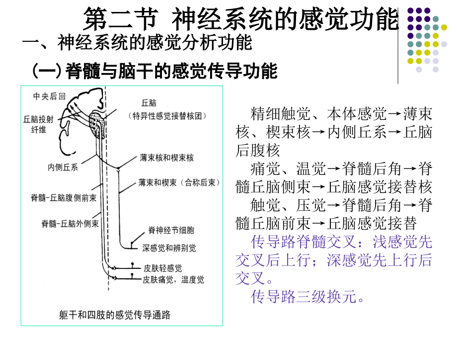 6神经系统-2幻灯片_第1页