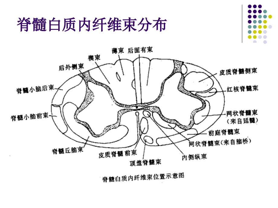 6神经系统-2幻灯片_第2页