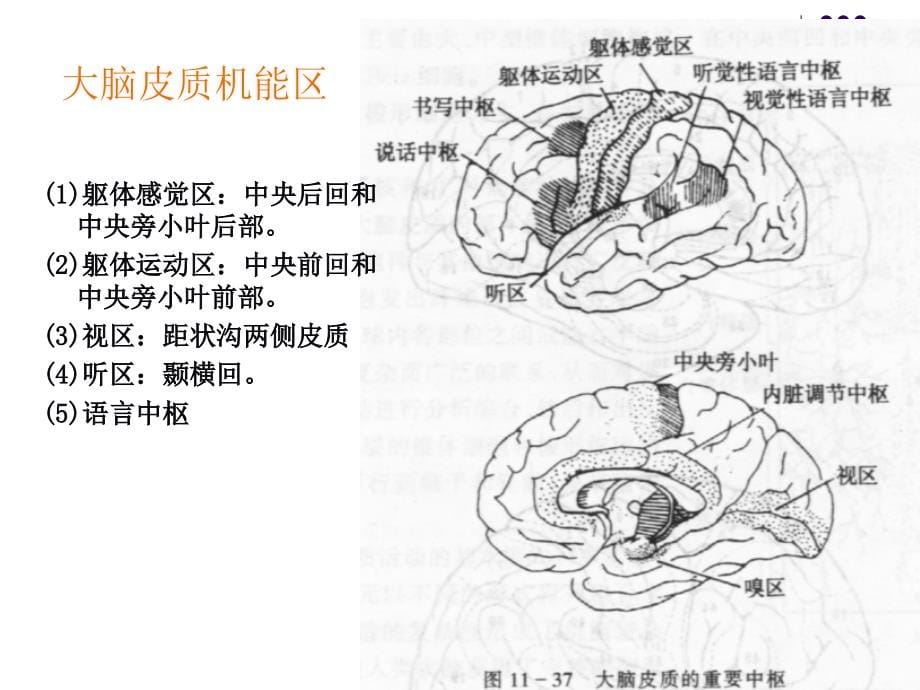 6神经系统-2幻灯片_第5页