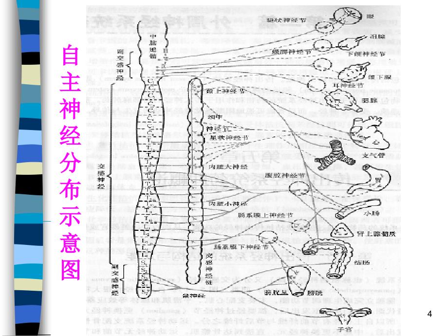 5-传出神经系统药物绪论幻灯片_第4页