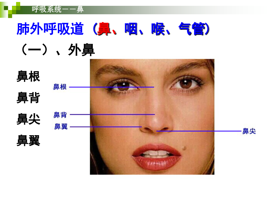呼吸系统-幻灯片_第3页