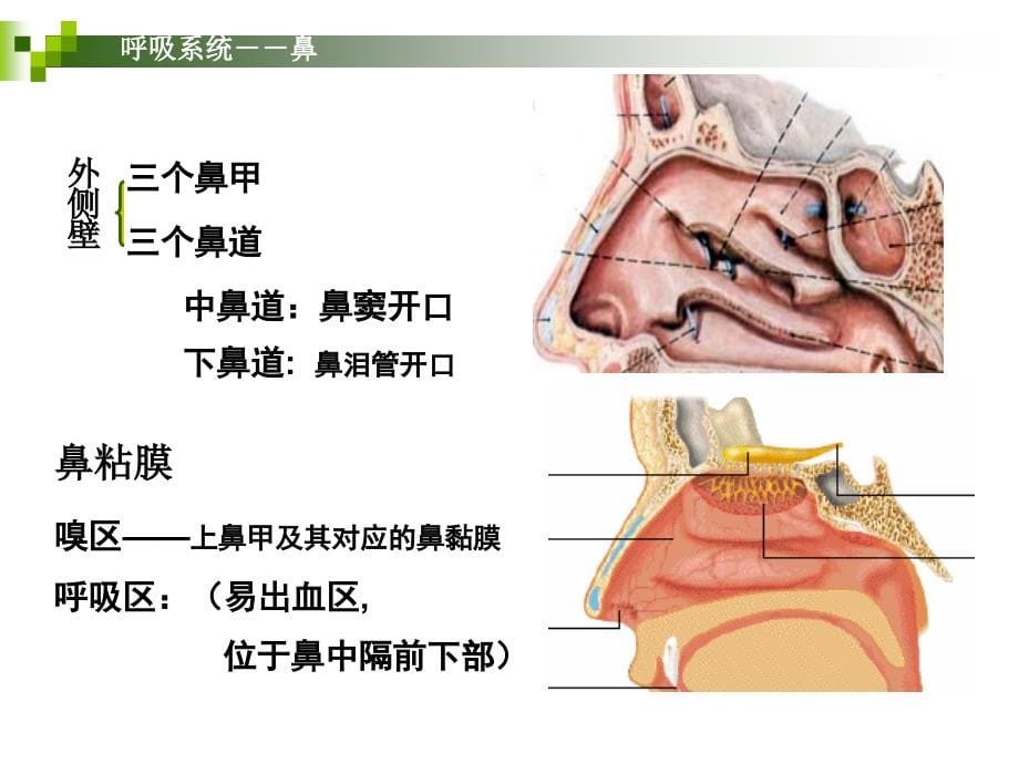 呼吸系统-幻灯片_第5页