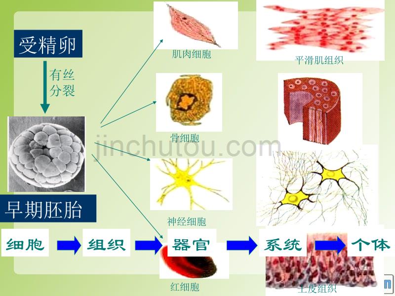 6-2细胞的分化幻灯片_第5页