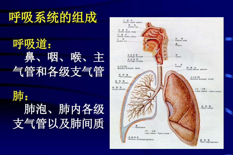 呼吸系统疾病997幻灯片_第2页