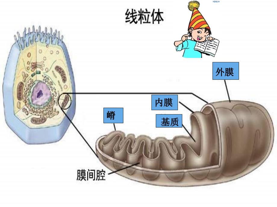 参加过省优质课的精美课件---细胞呼吸_第3页