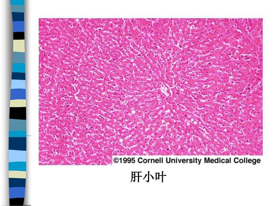 肝癌与肝炎关系_第5页