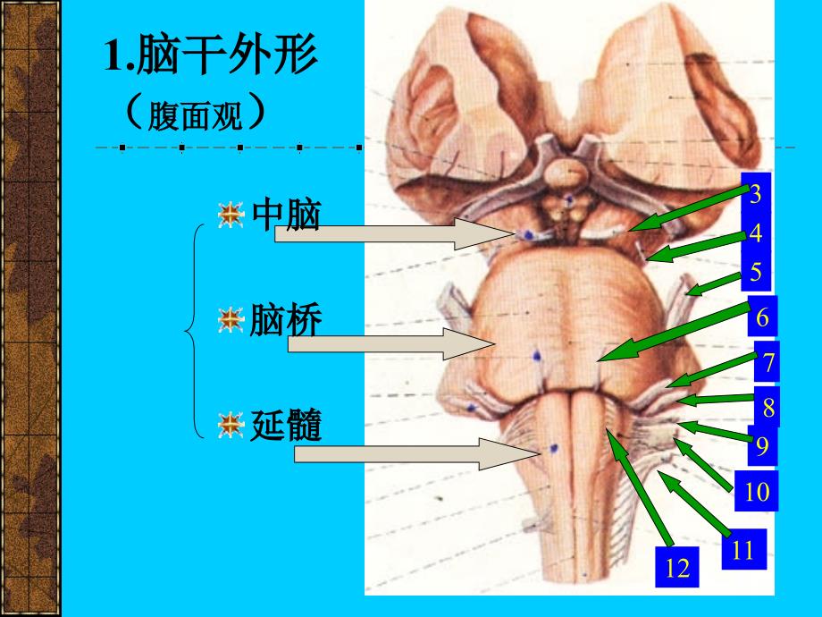 6-10神经系统3——脑干幻灯片_第4页