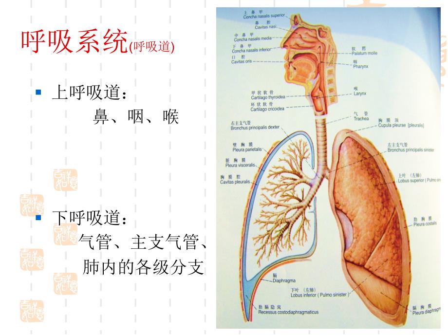 呼吸系统解剖幻灯片_第3页