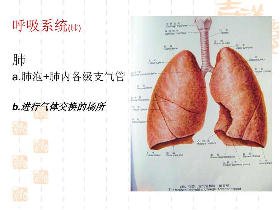 呼吸系统解剖幻灯片_第4页