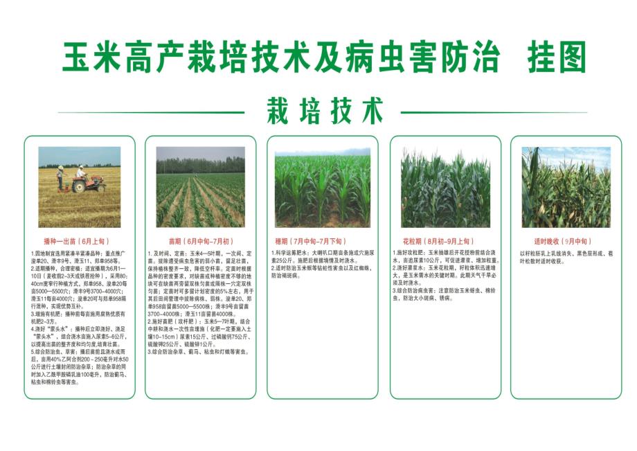 玉米高产栽培技术及病虫害防治  挂图_第1页