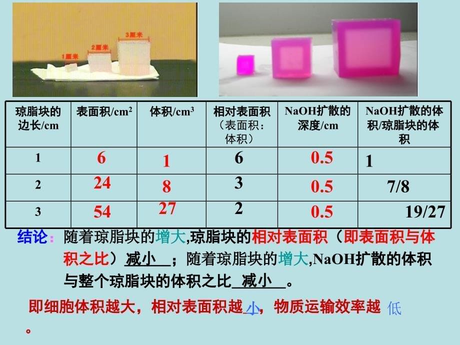 非常好细胞增殖定稿_第5页