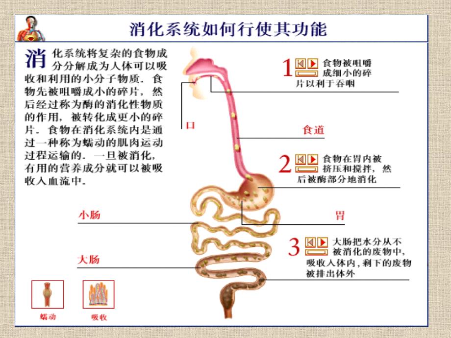 6 消化系统幻灯片_第3页