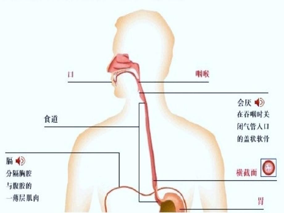 护理查房 (1)_第3页