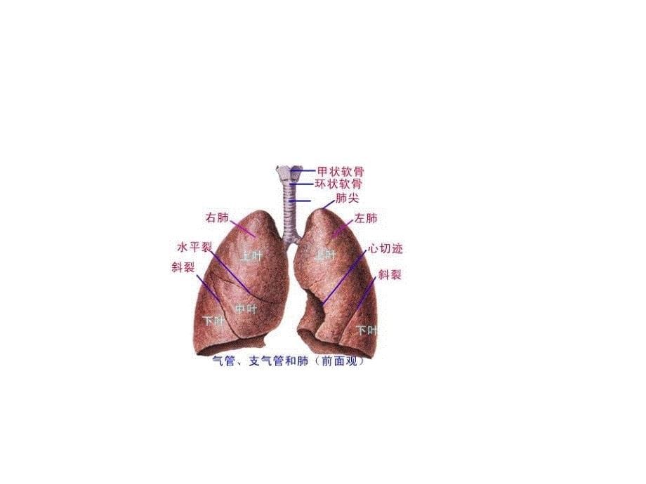 呼吸系统解剖生理幻灯片_第5页