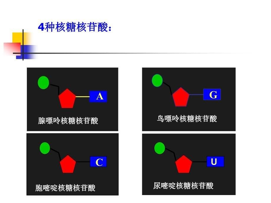 遗传信息携带者——核酸PPT_第5页