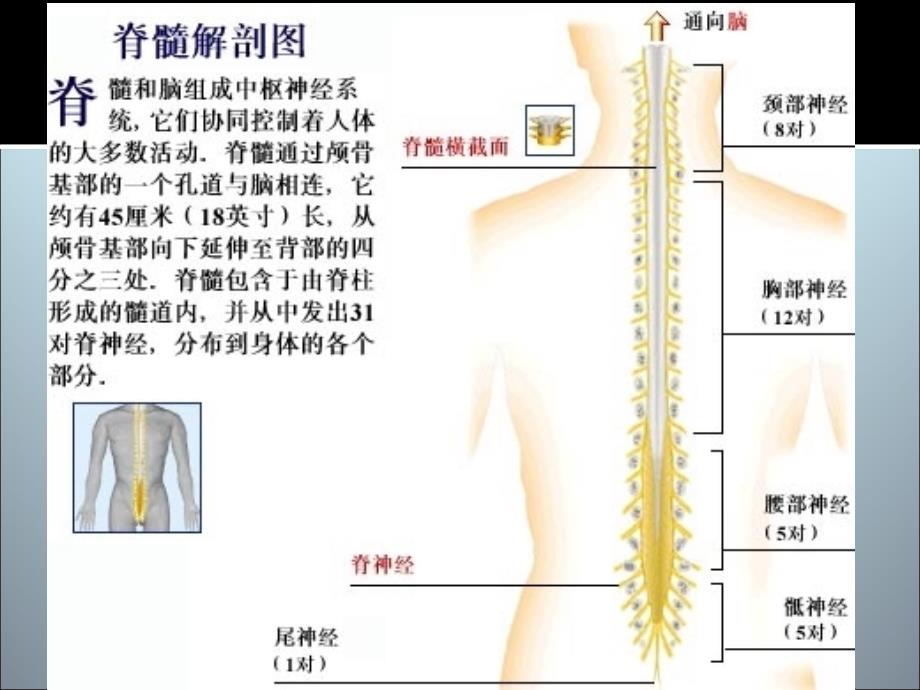 广中医神经内科脊髓疾病幻灯片_第3页