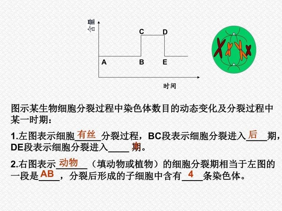 细胞分裂复习课_第5页