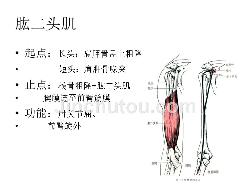 人体的主要肌肉群_第4页