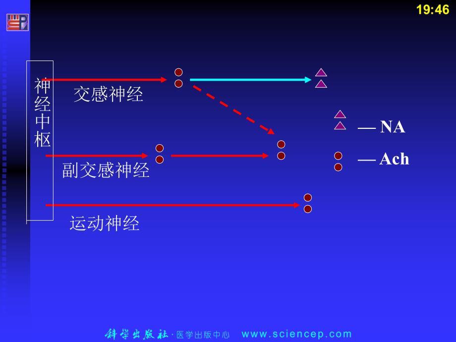 传出神经系统药概论_第4页