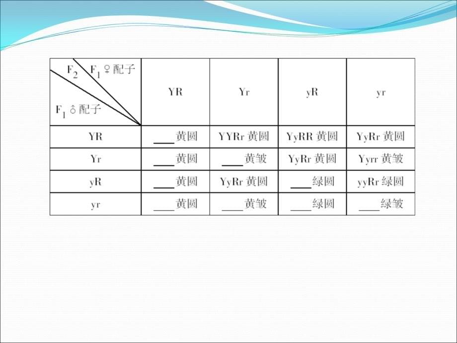 2013届高三生物一轮复习典型例题： 2.1.2孟德尔的豌豆杂交实验(二)课件_第5页