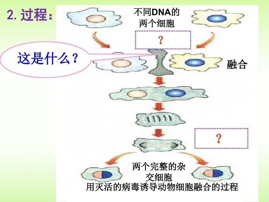 动物细胞融合和单克隆抗体(终极版)_第5页