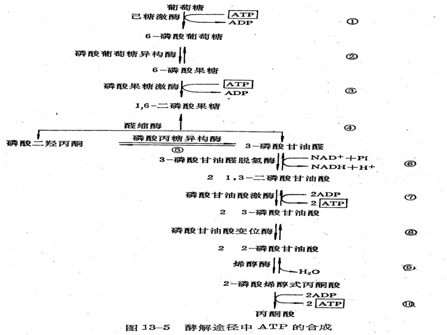 植物生理学第四章第五节内容_第2页