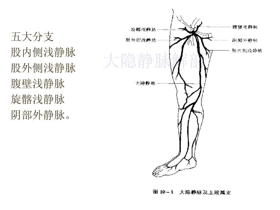 下肢静脉曲张的综合治疗_第5页