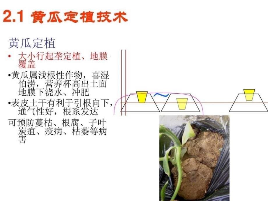 大棚黄瓜栽培及病虫害防治技术2009 (NXPowerLite)_第5页