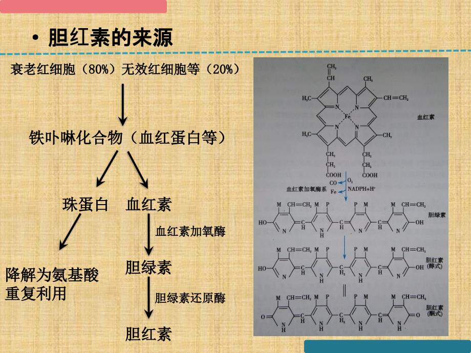 生物化学与分子生物学——胆色素的代谢与黄疸_第4页