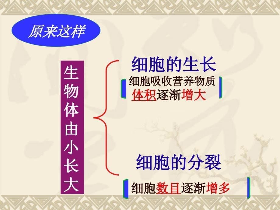 第二章第一节节细胞通过分裂产生新细胞_第5页