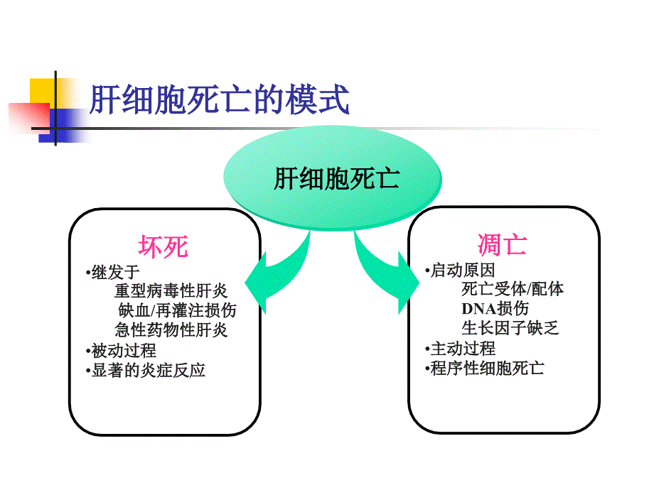 肝细胞死亡的基础与临床研究_第3页