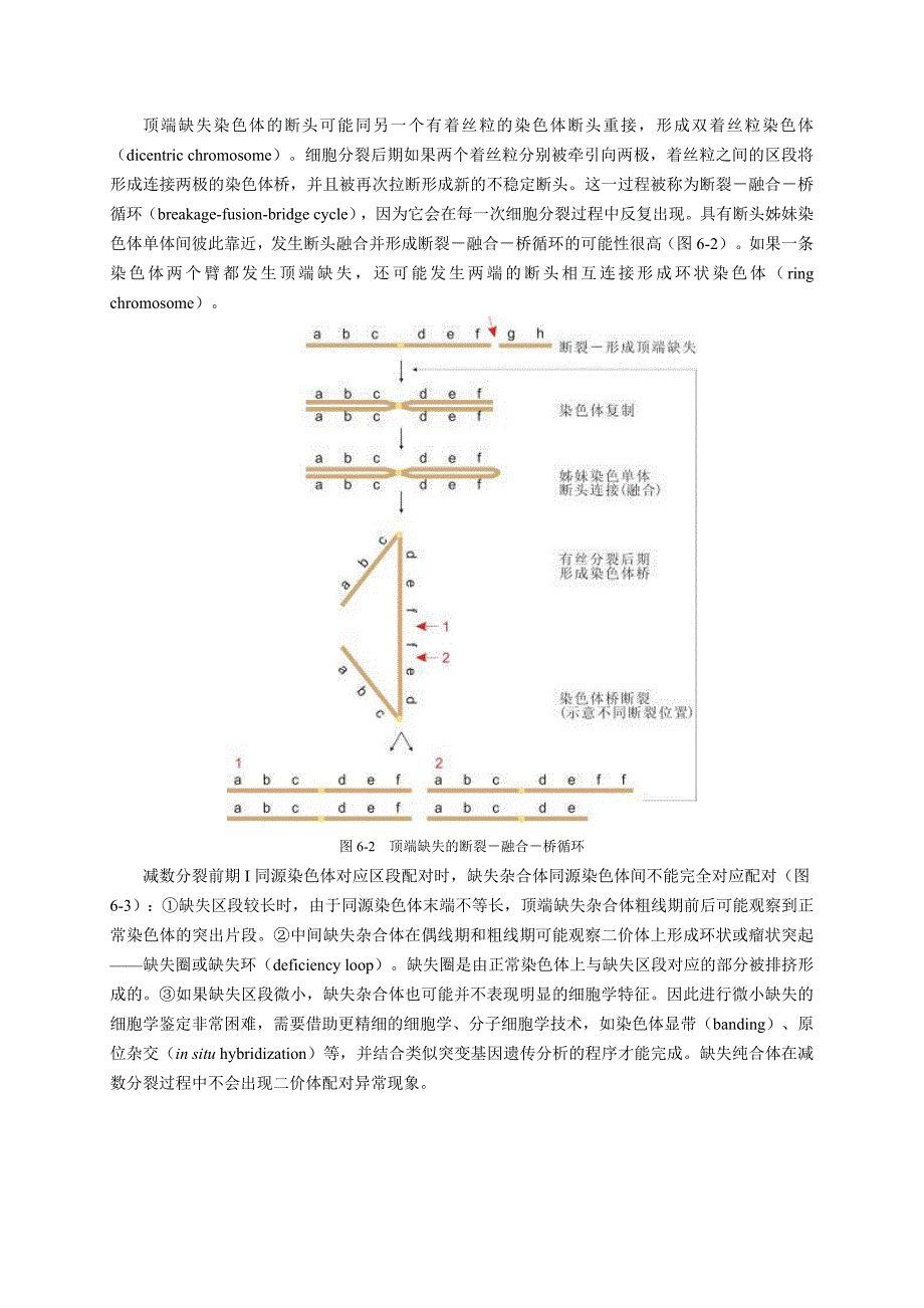 染色体结构变异_第3页