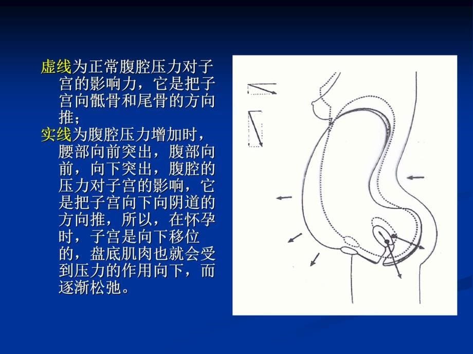 盆底纤维类型及功能_第5页