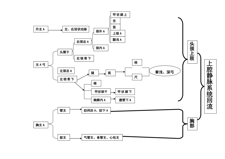 动静脉分布图表(线条版)_第1页