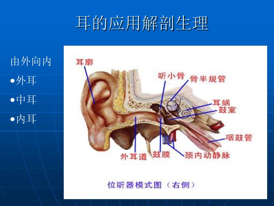 耳鼻咽喉应用解剖生理_第4页