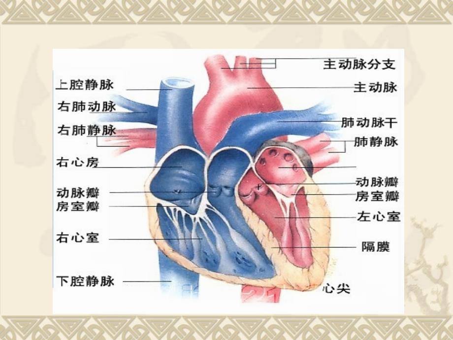 急性心力衰竭-教学课件，幻灯_第3页