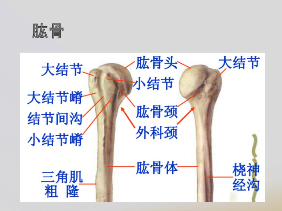 肱骨近端骨折Neer分型_第3页