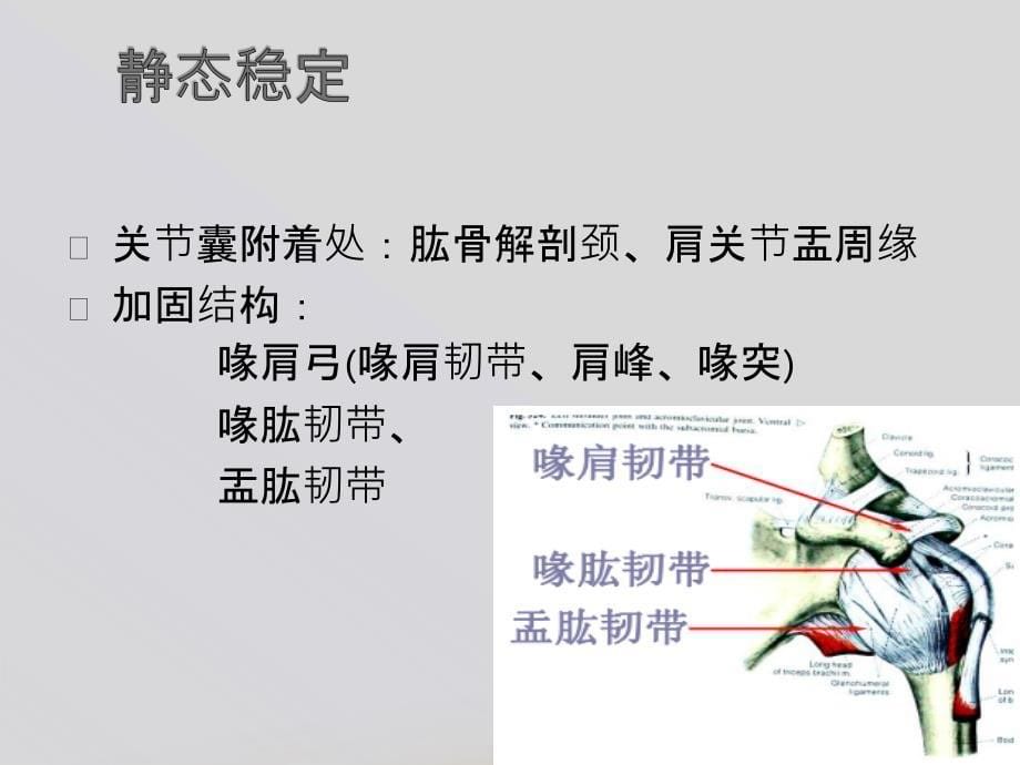 肱骨近端骨折Neer分型_第5页