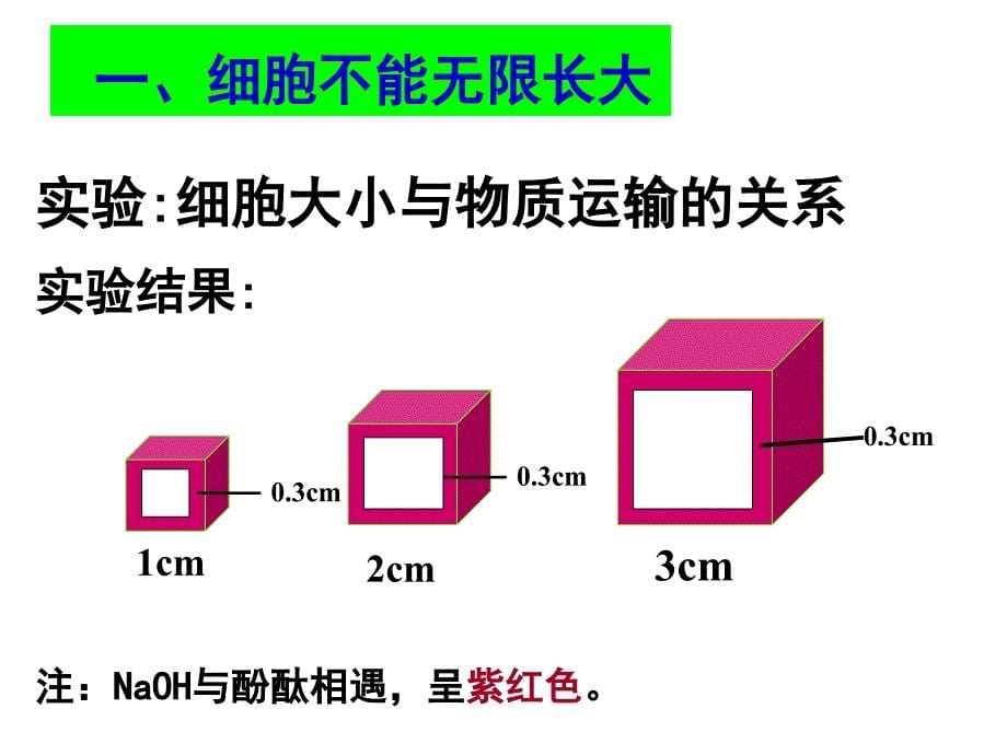 细胞增殖课件_第5页