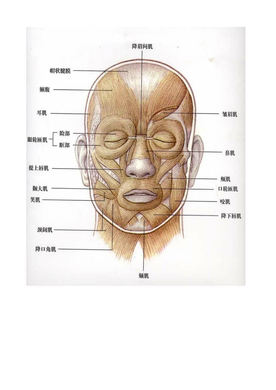 中式全身保健按摩程序与步骤视频笔记(A4版)_第5页