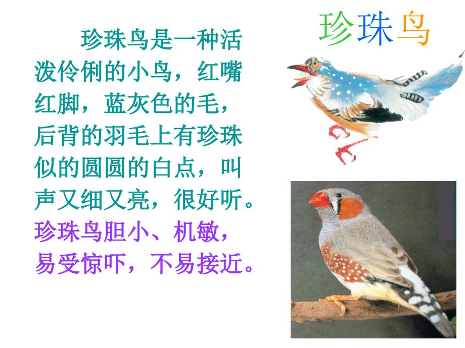 人教新课标版小学五上《珍珠鸟》ppt课件_第1页