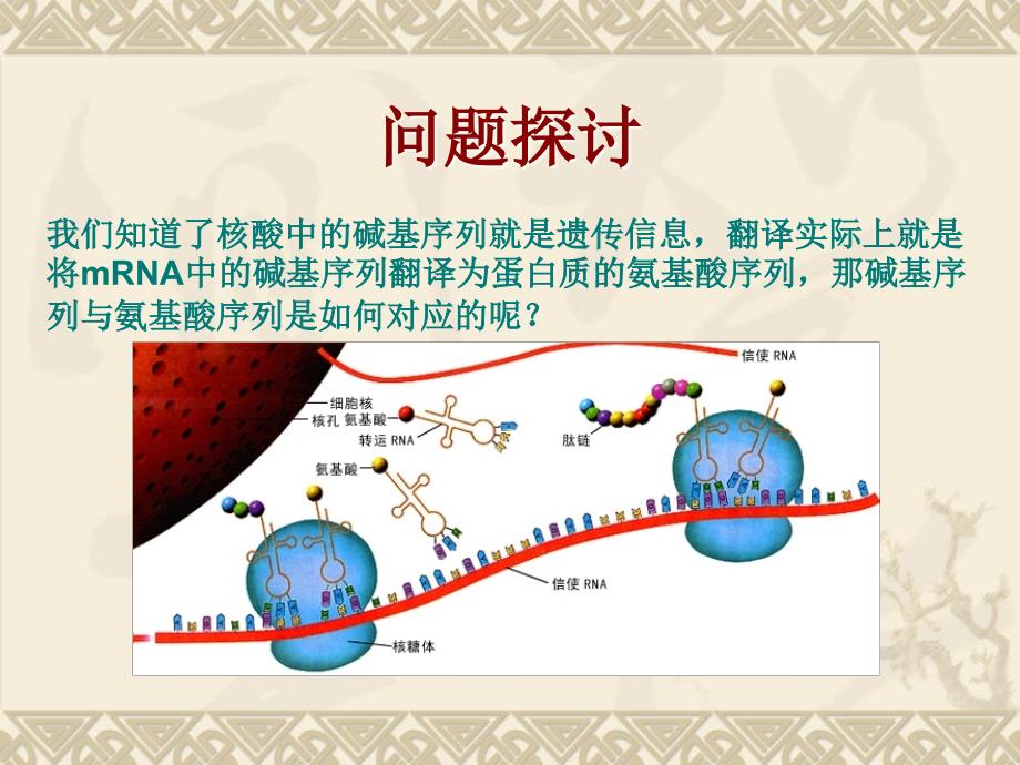 2015-2016高中生物人教版必修2“同课异构”教学课件 4.3  遗传密码的破译._第2页