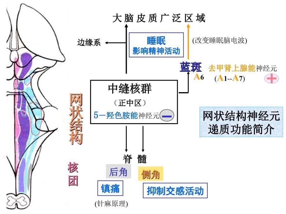 神经内科-神经解剖切面_第5页