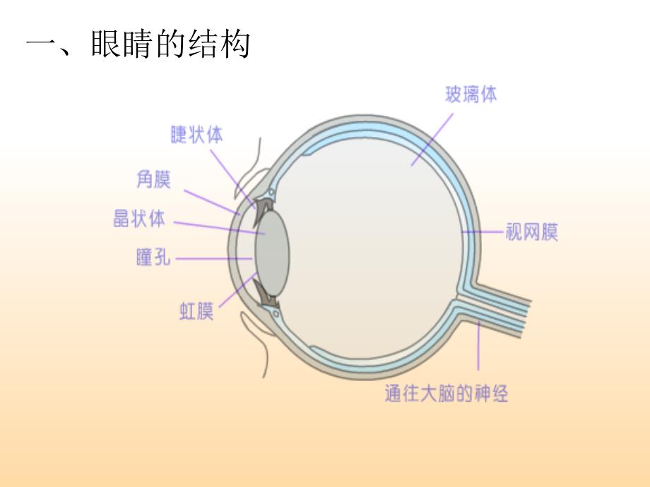 眼镜和眼镜(定稿)_第2页