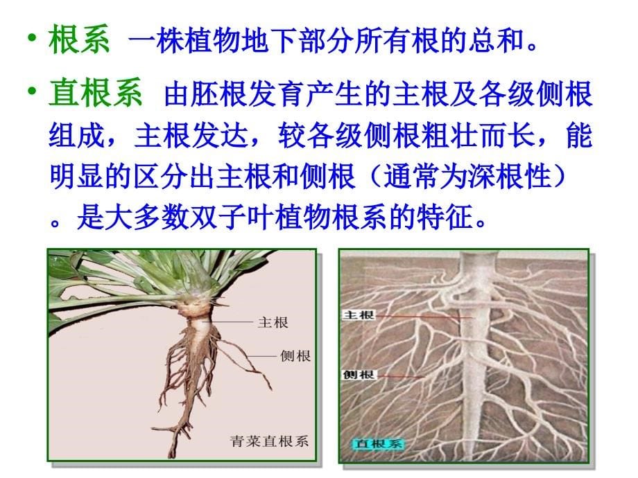 12级生科植物学1教案(第三章)_第5页