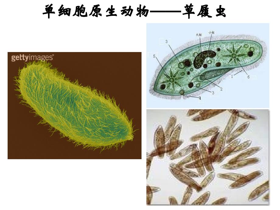 细胞生活的环境选修_第2页