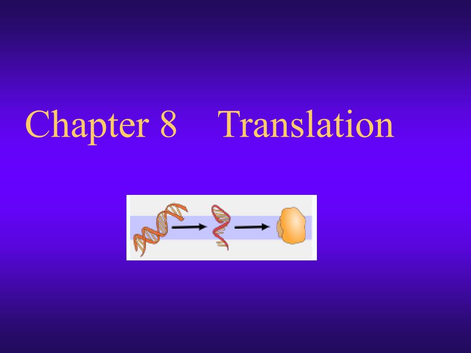 分子生物学 ch 8 Translation_第1页