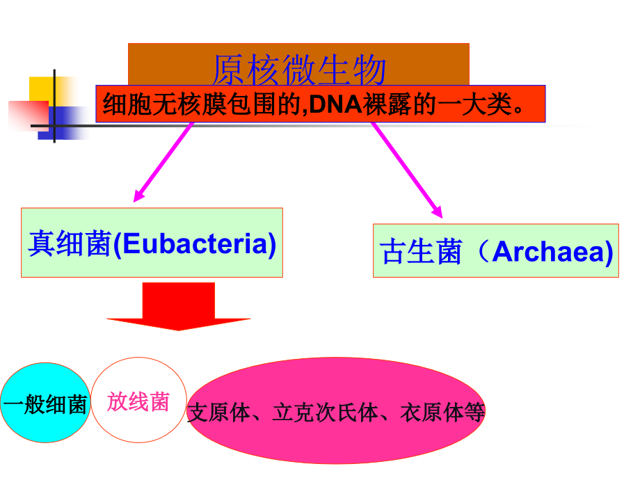 化学微生物学课件第2章原核_第4页