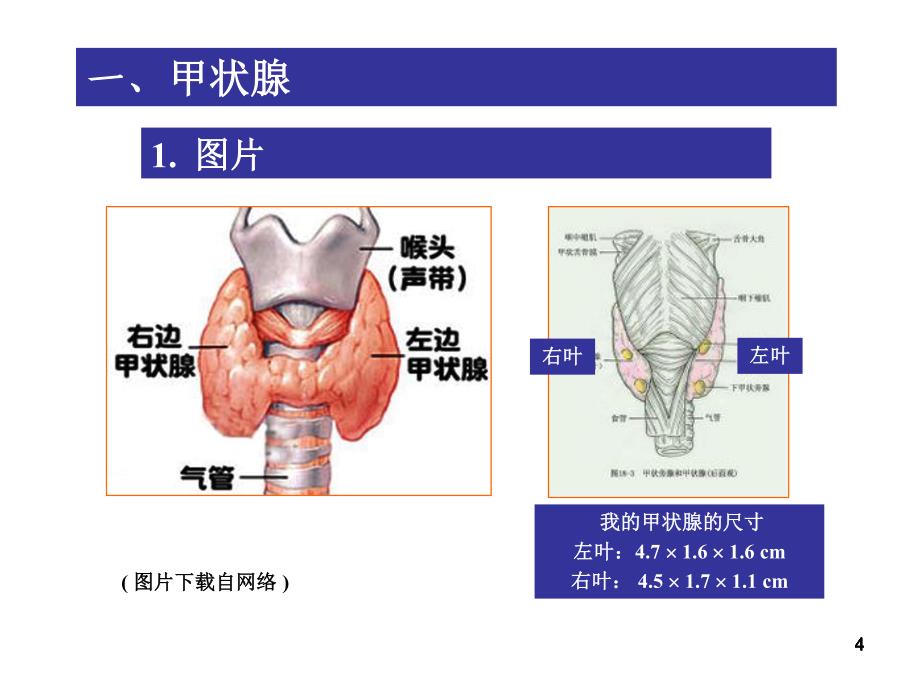 甲状腺结节生长遏制记_第4页