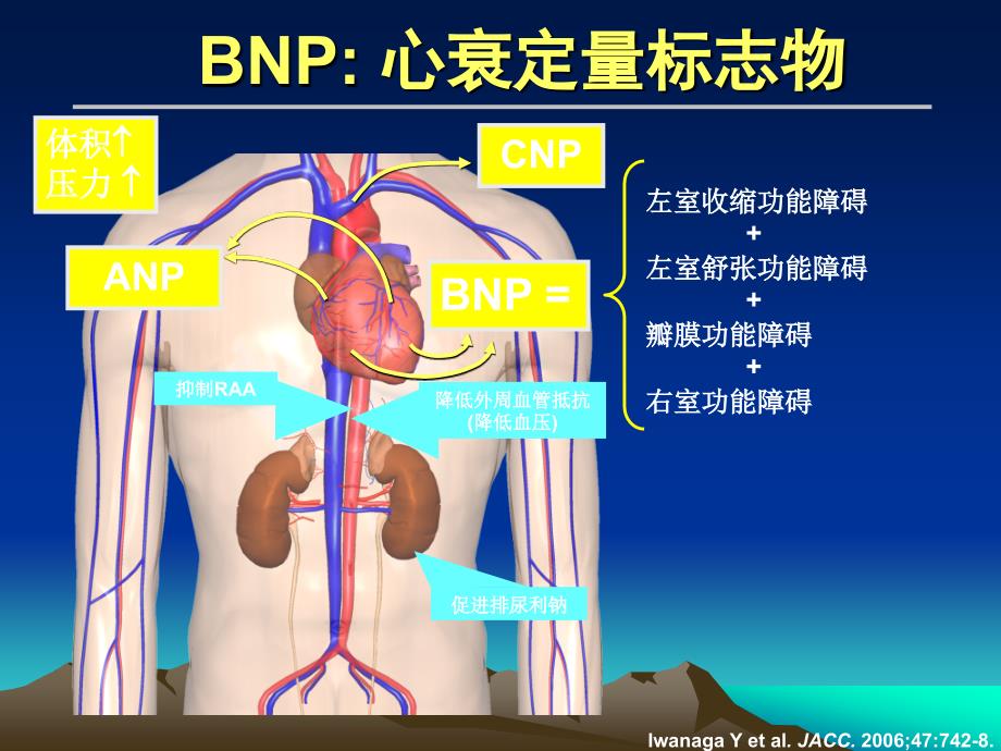 bnp检测的临床应用评价(ppt)_第3页